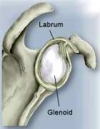 labrum100